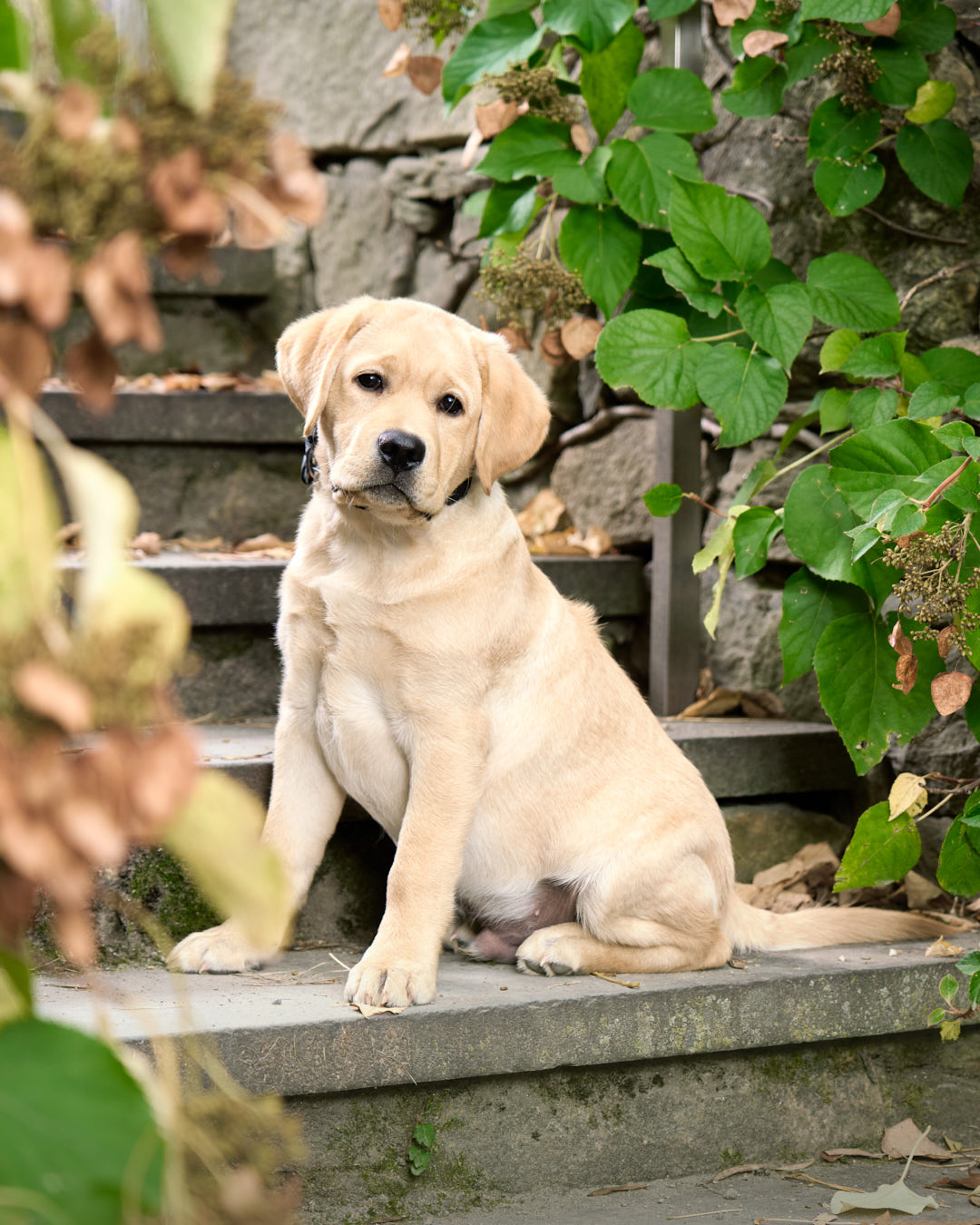Yellow Labrador puppy sitting on outdoor stairs in Arnold Arboretum in Boston