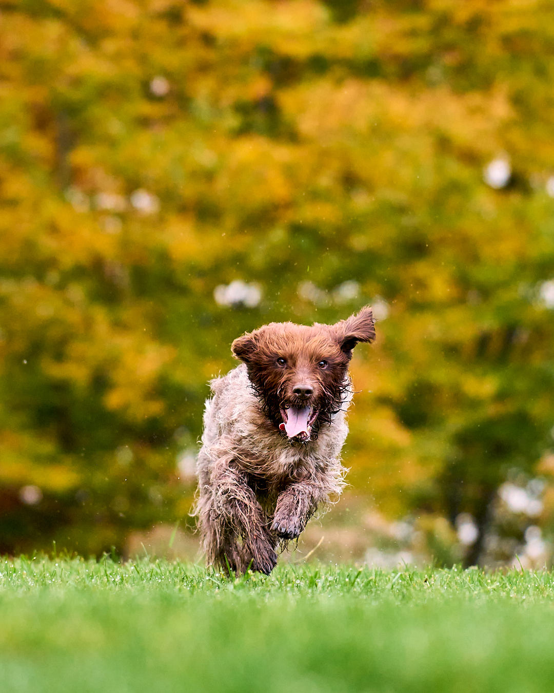 Dog running at the camera in a grass field with trees behind at Great Brook Park in Carlisle MA