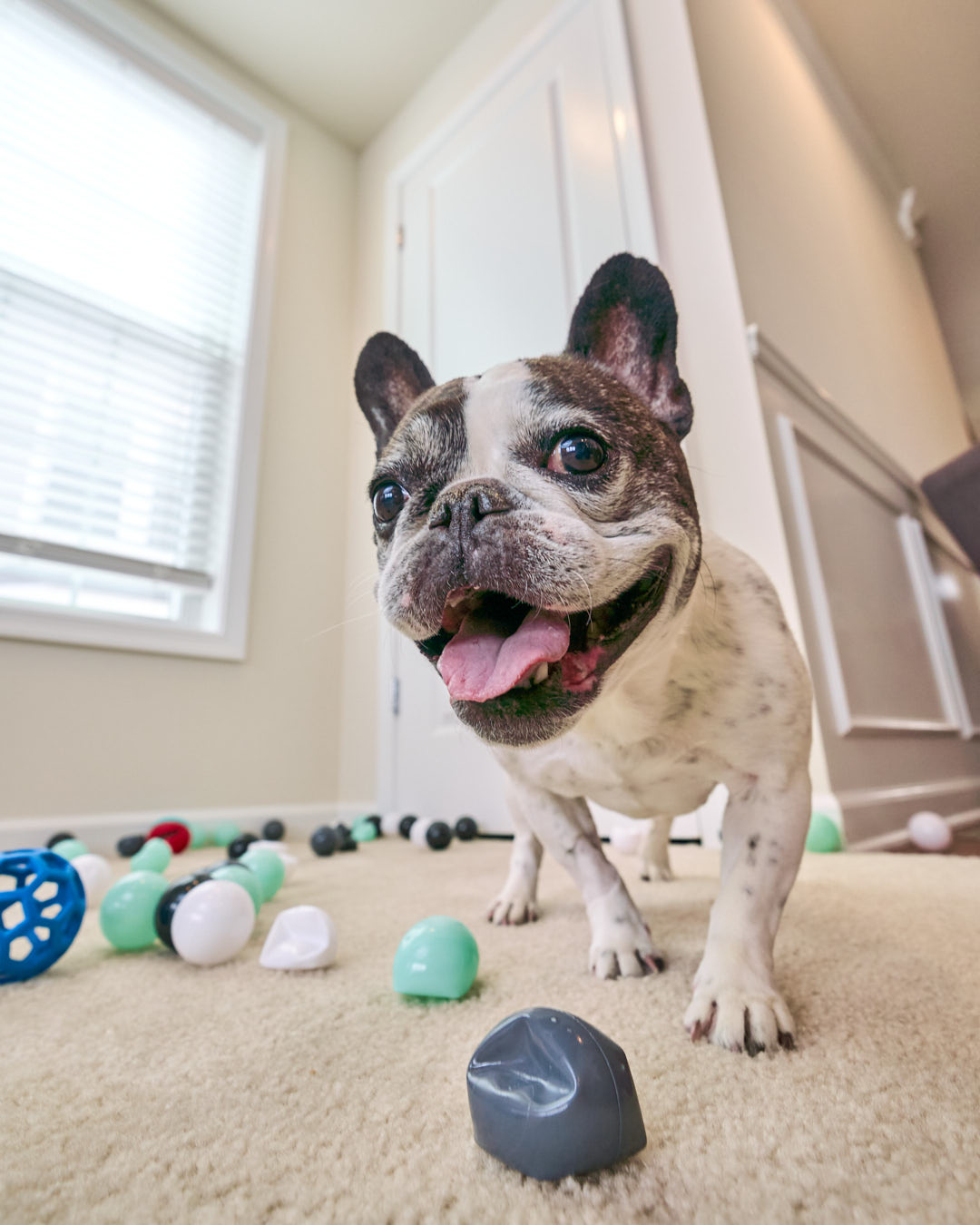 Senior french bulldog from a low angle with his favorite toys around him