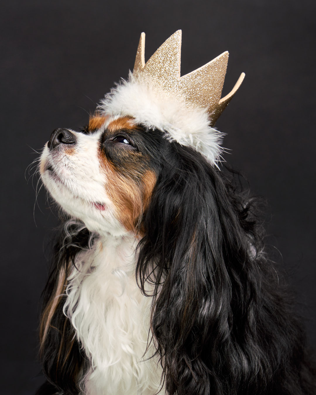 Studio photo of a Cavalier King Charles Spaniel wearing a toy crown