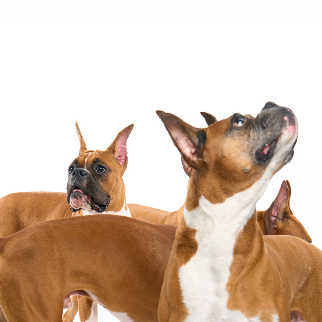 Boxer dogs looking up against a white backdrop