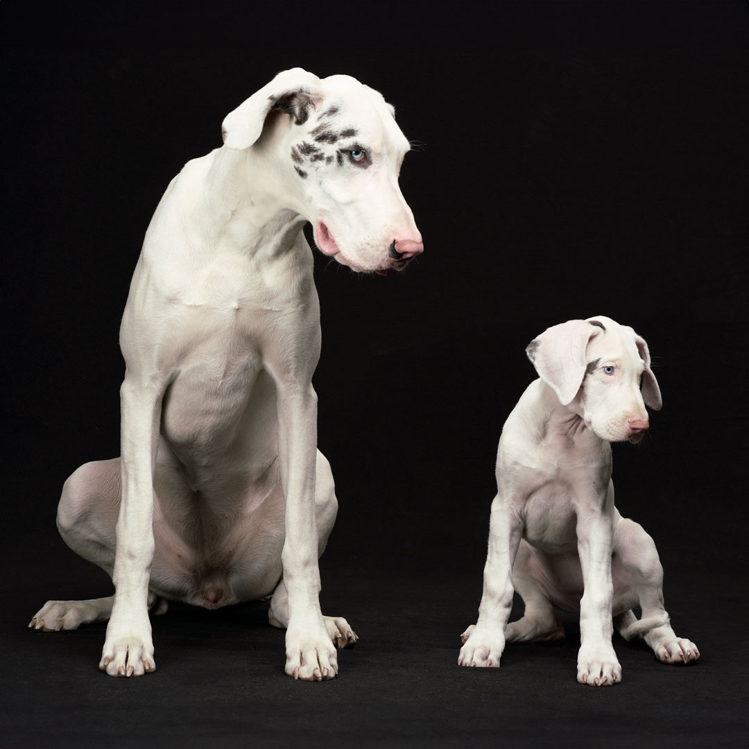 Adult and puppy great dane dogs at the studio against a black backdrop