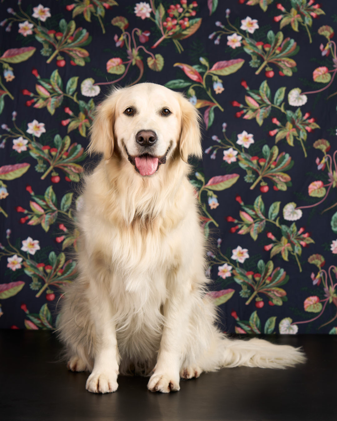 golden retriever smiling. Flower backdrop and black floor