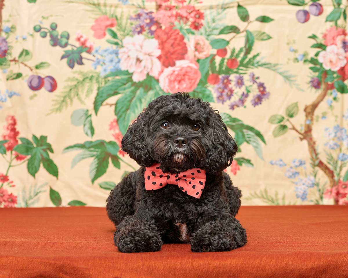 Radar the Cavoodle dog wearing a red bow tie with a flower backdrop