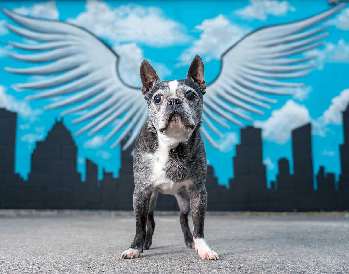 Senior boston terrier, standing in front of a mural with wings