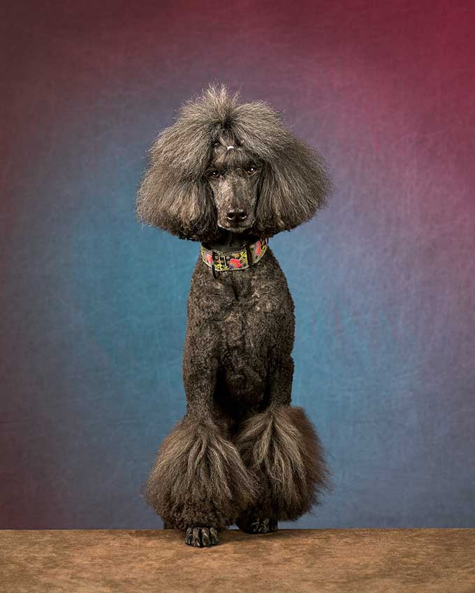 Siren, the black poodle from Cody's Creations