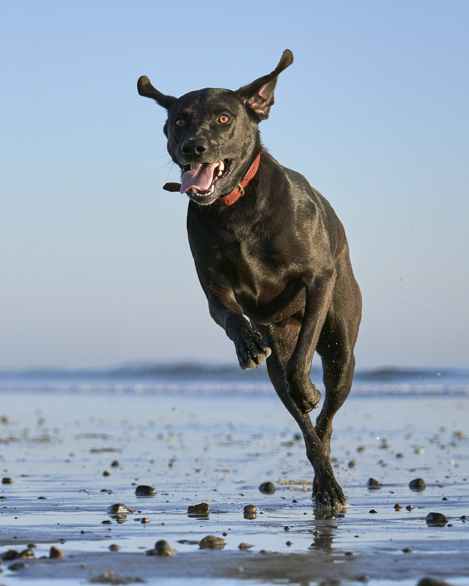 Black Lab running on the beach, tough out and looking happy.