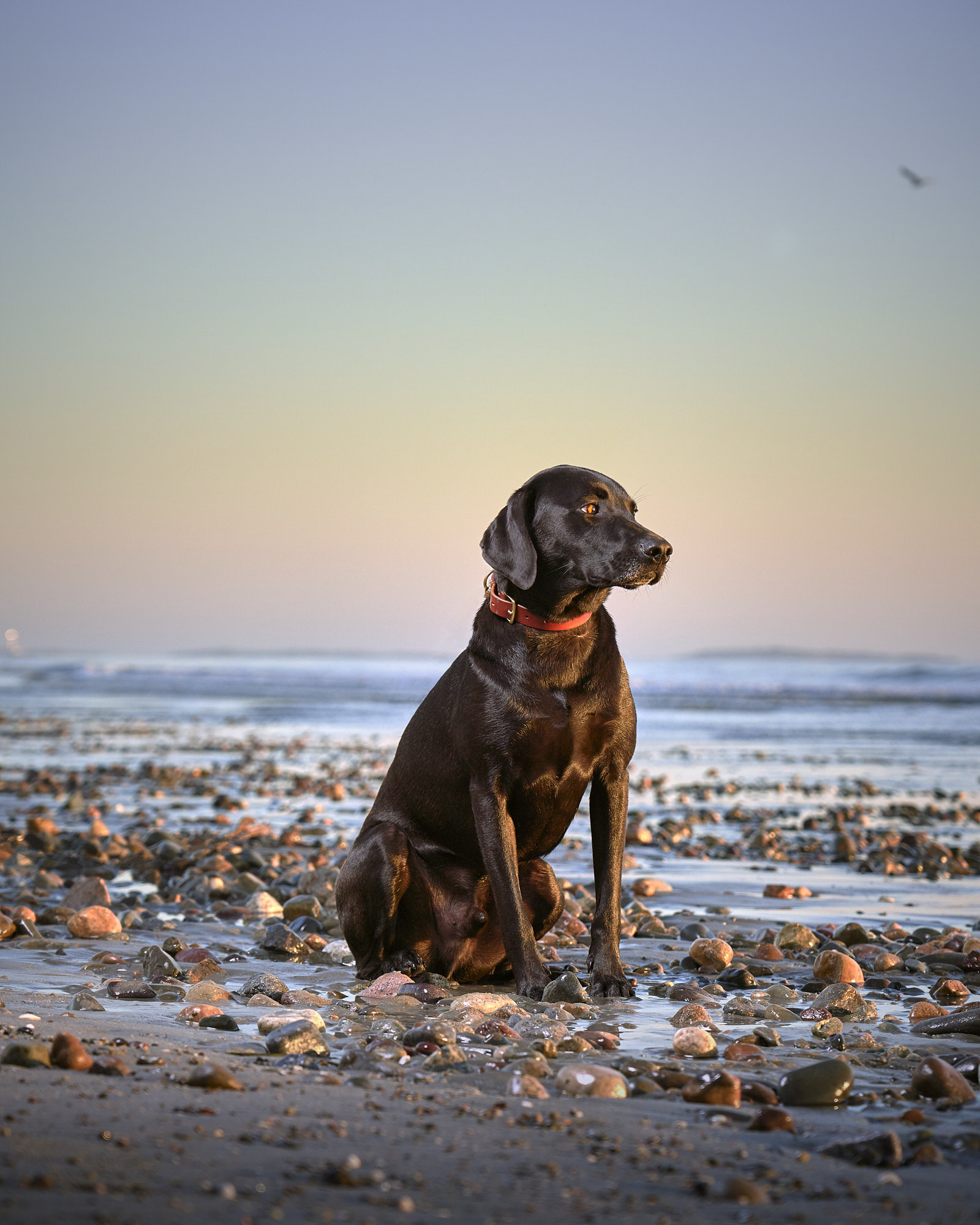 Black lab on Beach, lighting from strobe and morning sun.