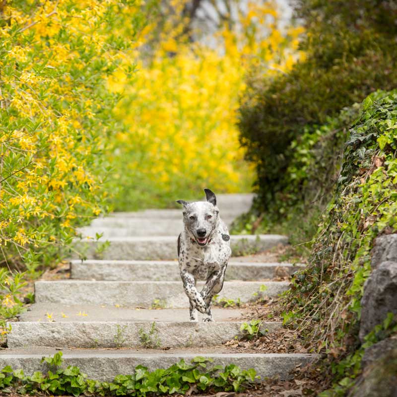 Kiah the dog running down stone stairway with blooming Forsythia plants