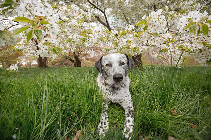 Kiah the dog laying under blooming cherry tree 