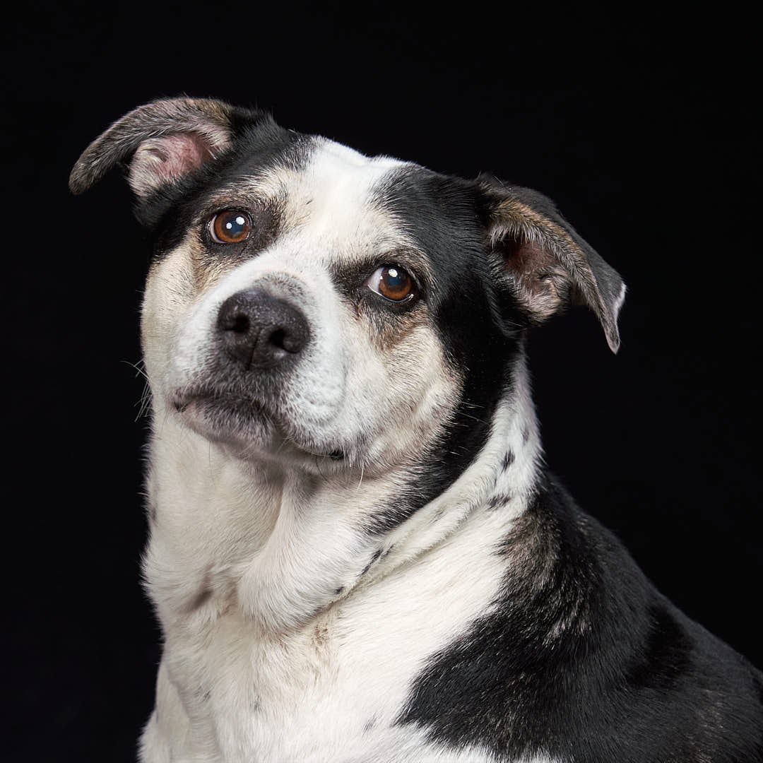 Lila the dog looking over her left shoulder, close up