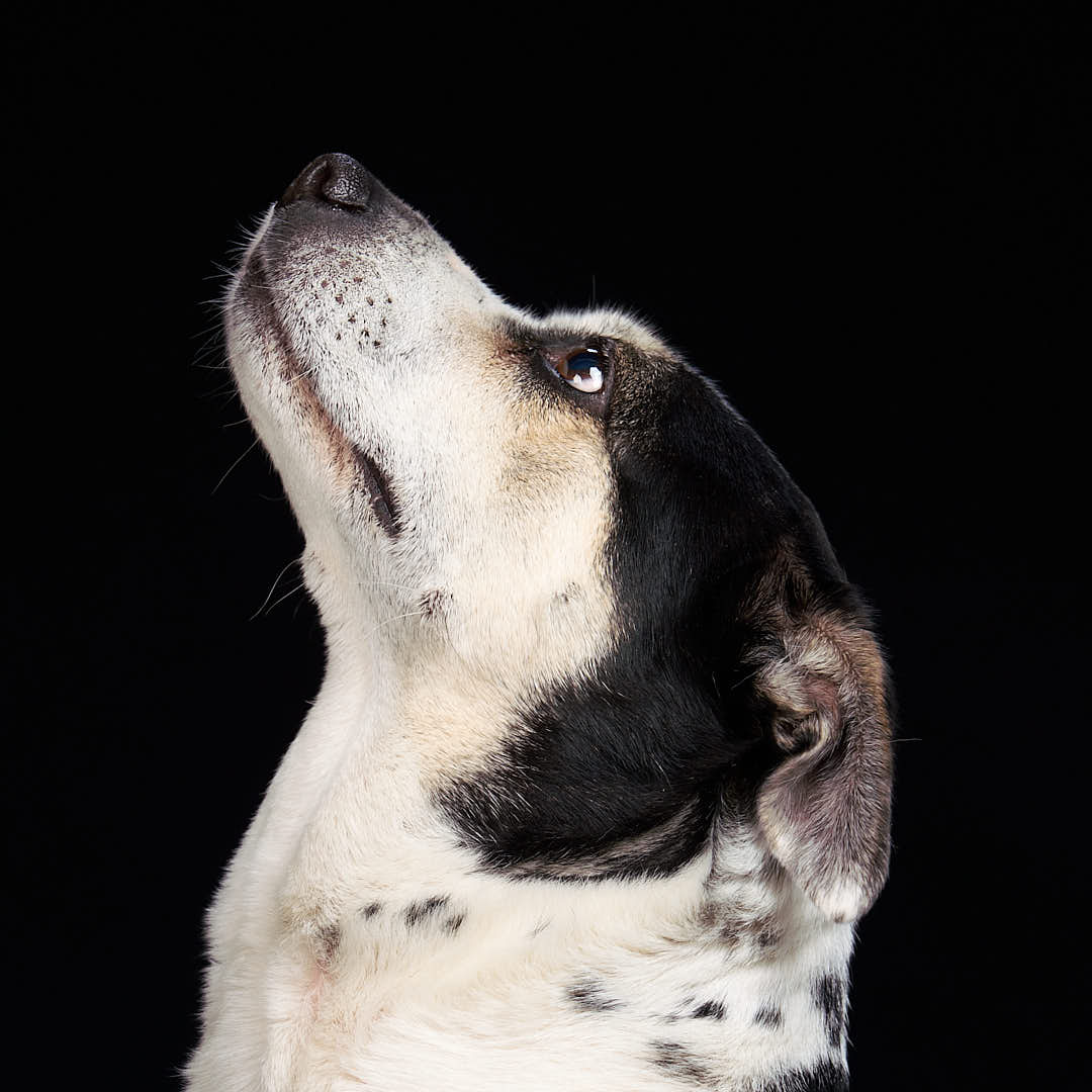 Lila the dog, looking straight up. Side view close up from sholder