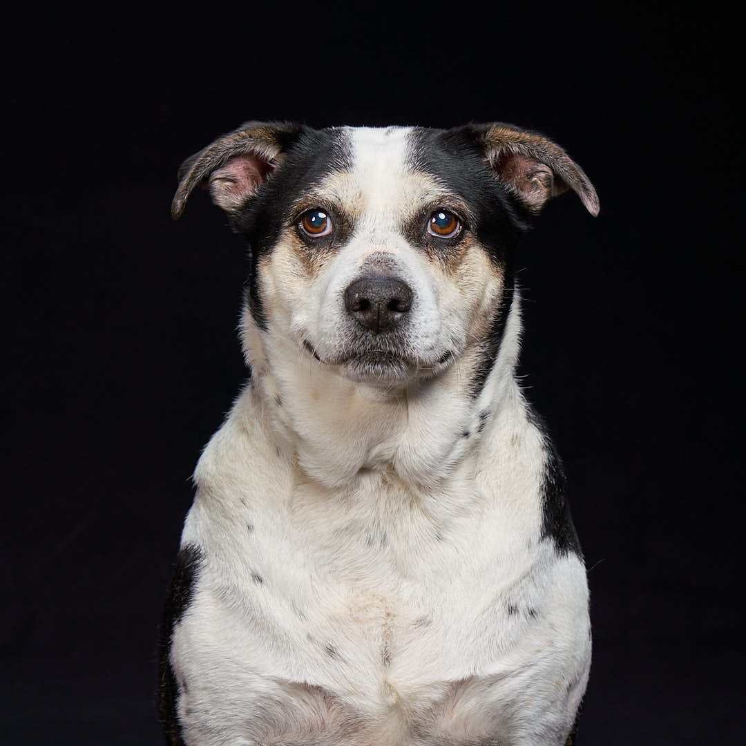 Lila the dog headshot at my studio