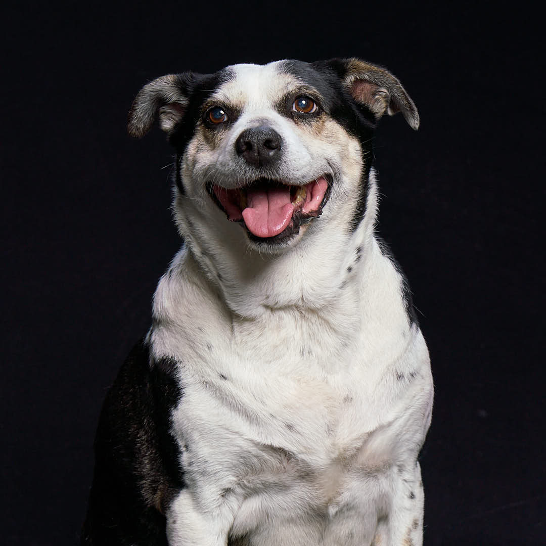 Lila the dog smiling for her photo against a black backdrop in my studio