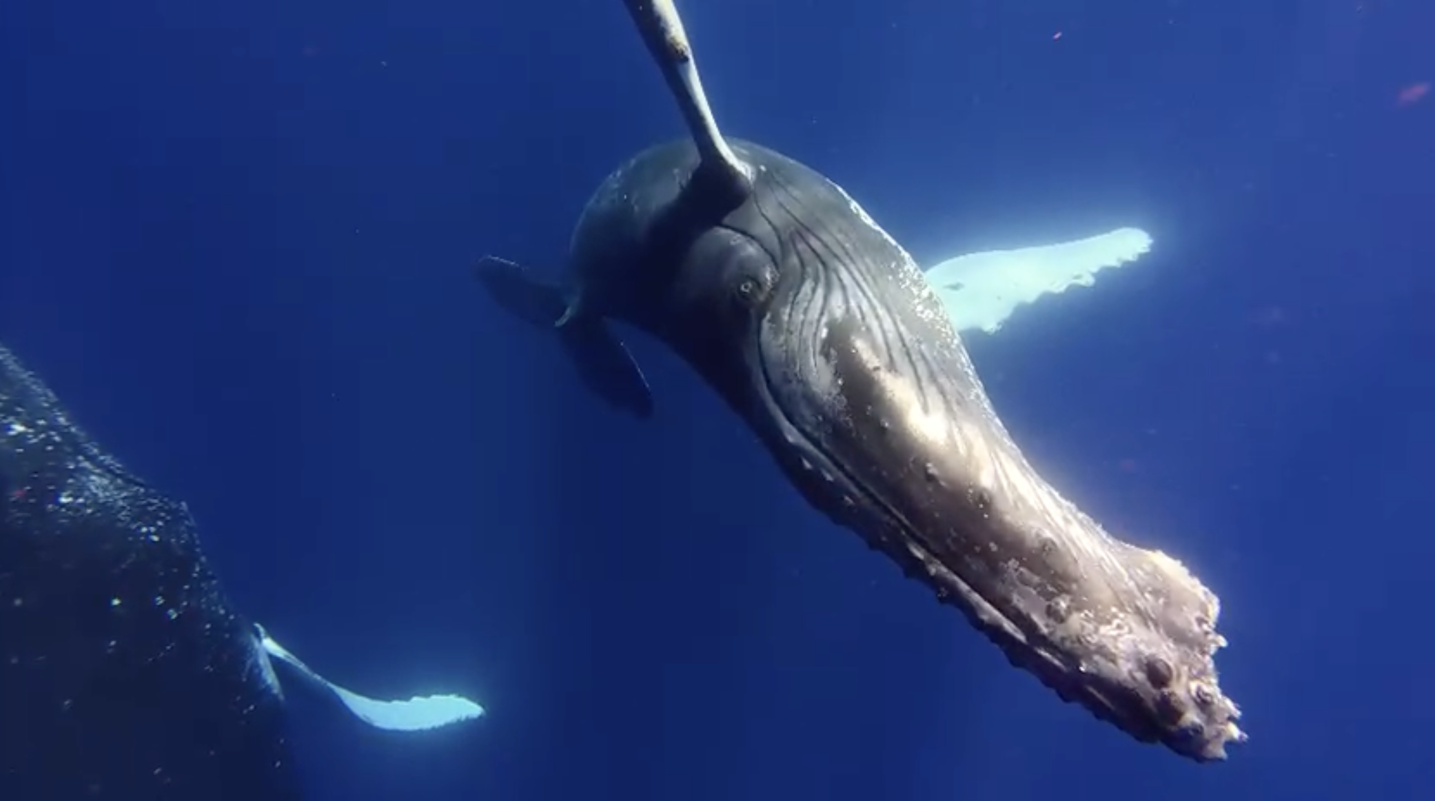 Two humpback whales beneath the ocean surface