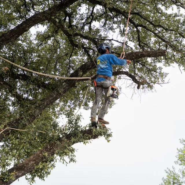 Emergency tree removal in Irving TX after severe storm damage