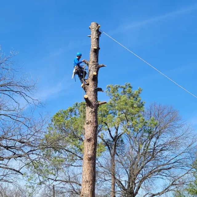 Insured tree removal crew using safety gear at Dallas TX property