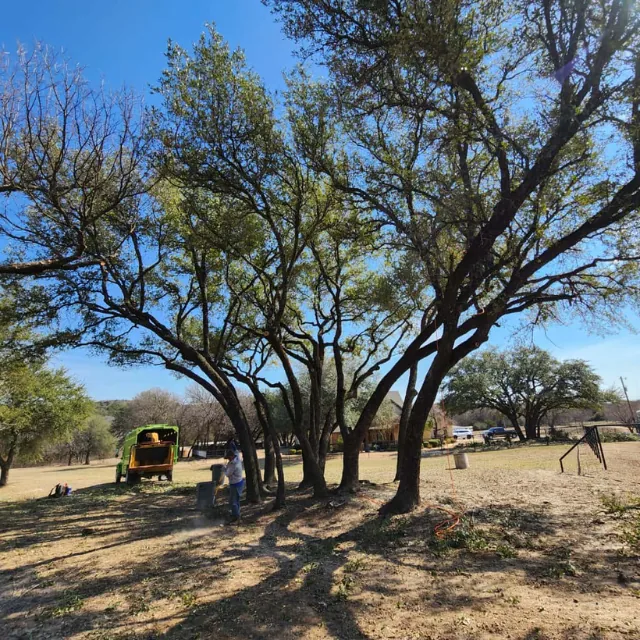 Professional tree removal in Irving TX clearing a hazardous backyard oak tree