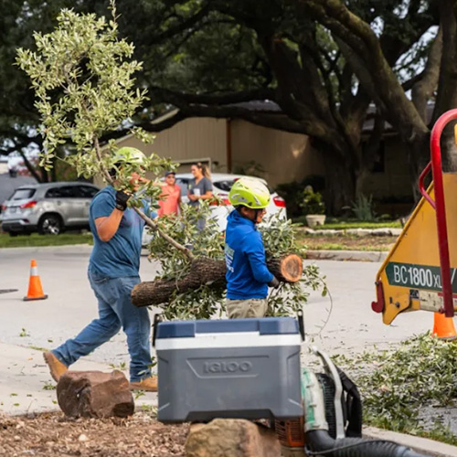 Tree Services