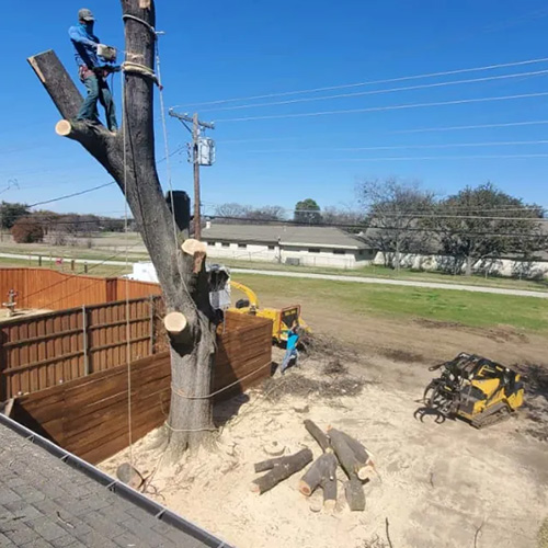 Tree Cabling And Bracing