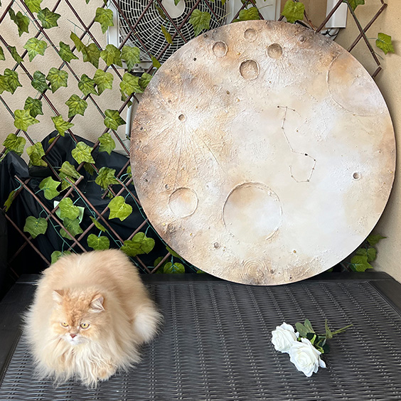 Luna Bebé