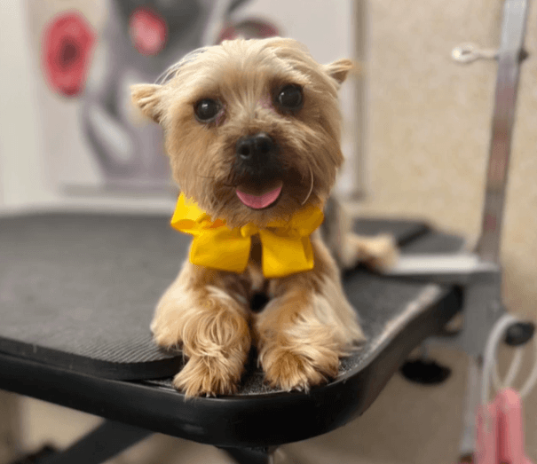 Happy groomed dog