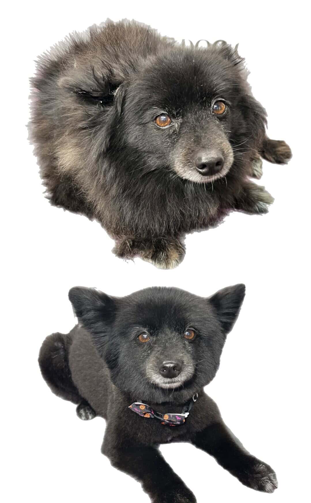 Grooming work 4