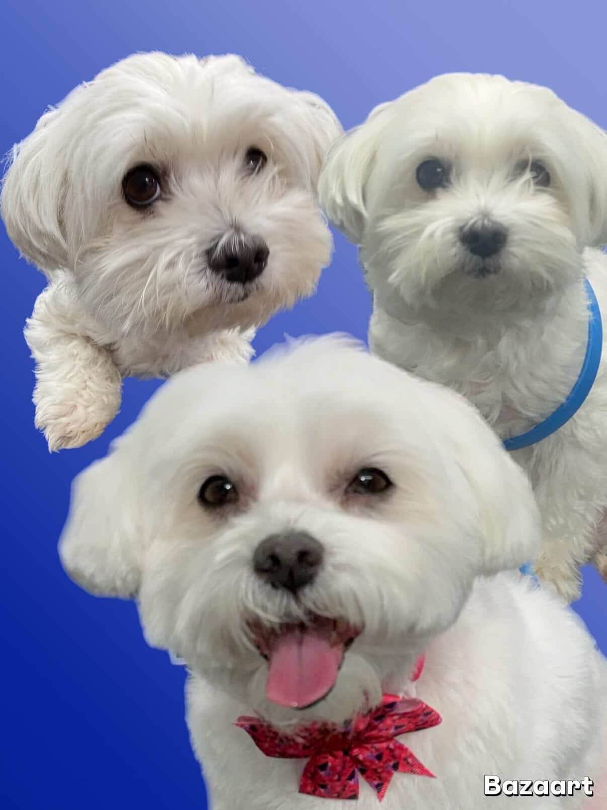 Grooming work 5