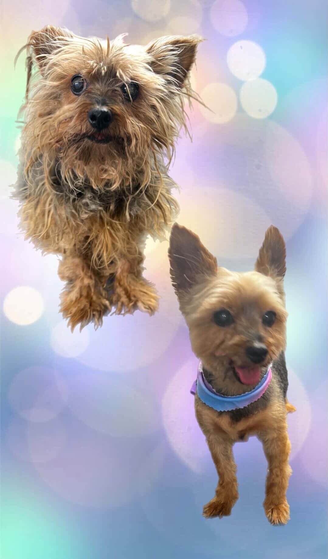 Grooming work 2