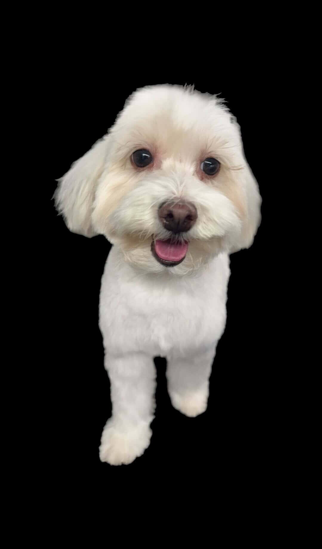 Grooming work 8
