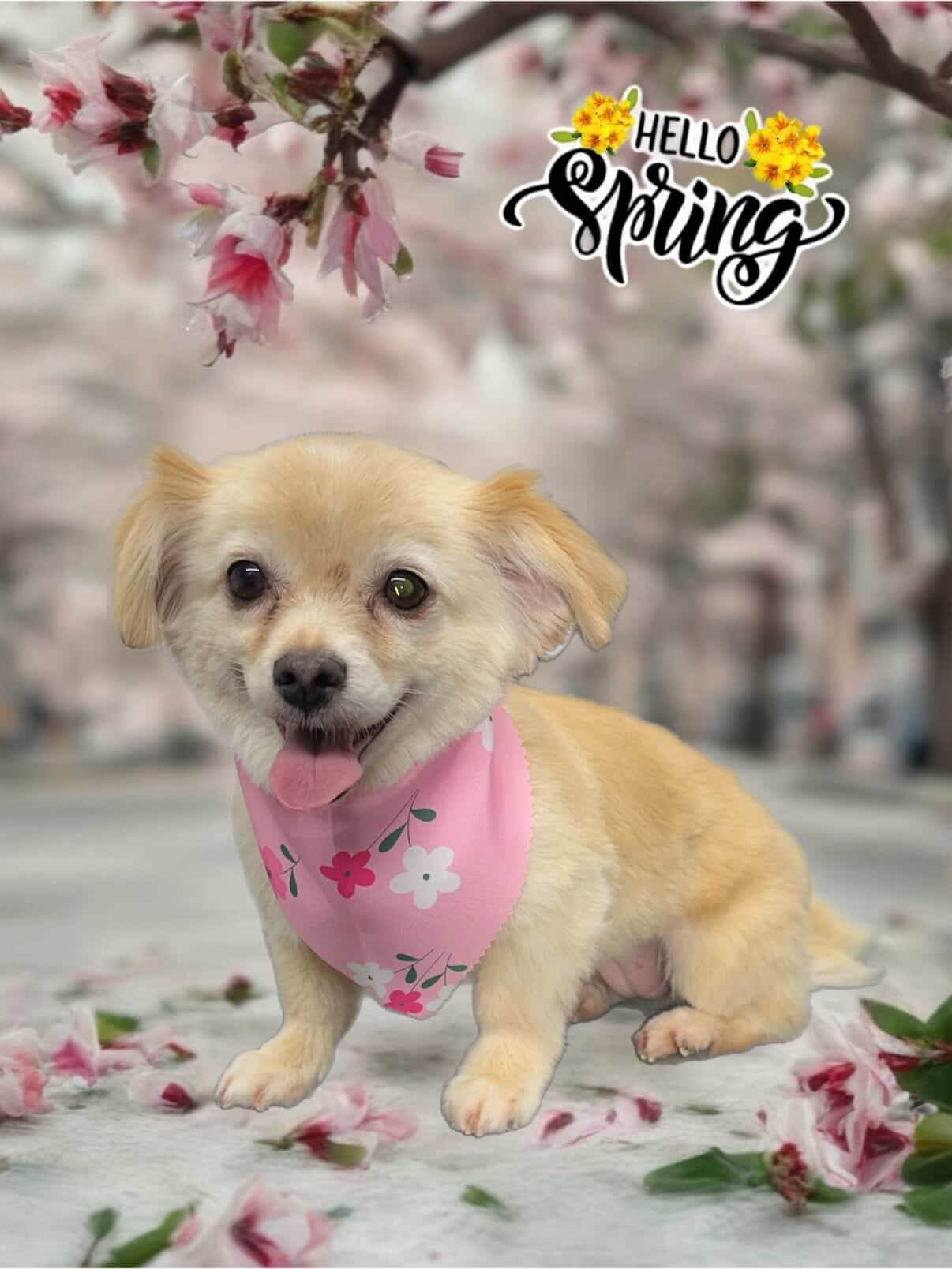 Grooming work 6