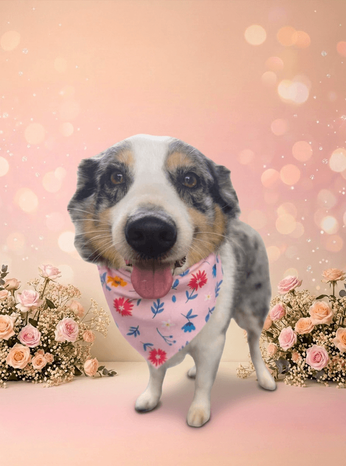 Happy groomed dog