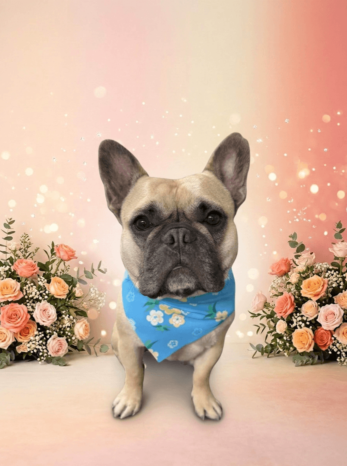 Happy groomed dog