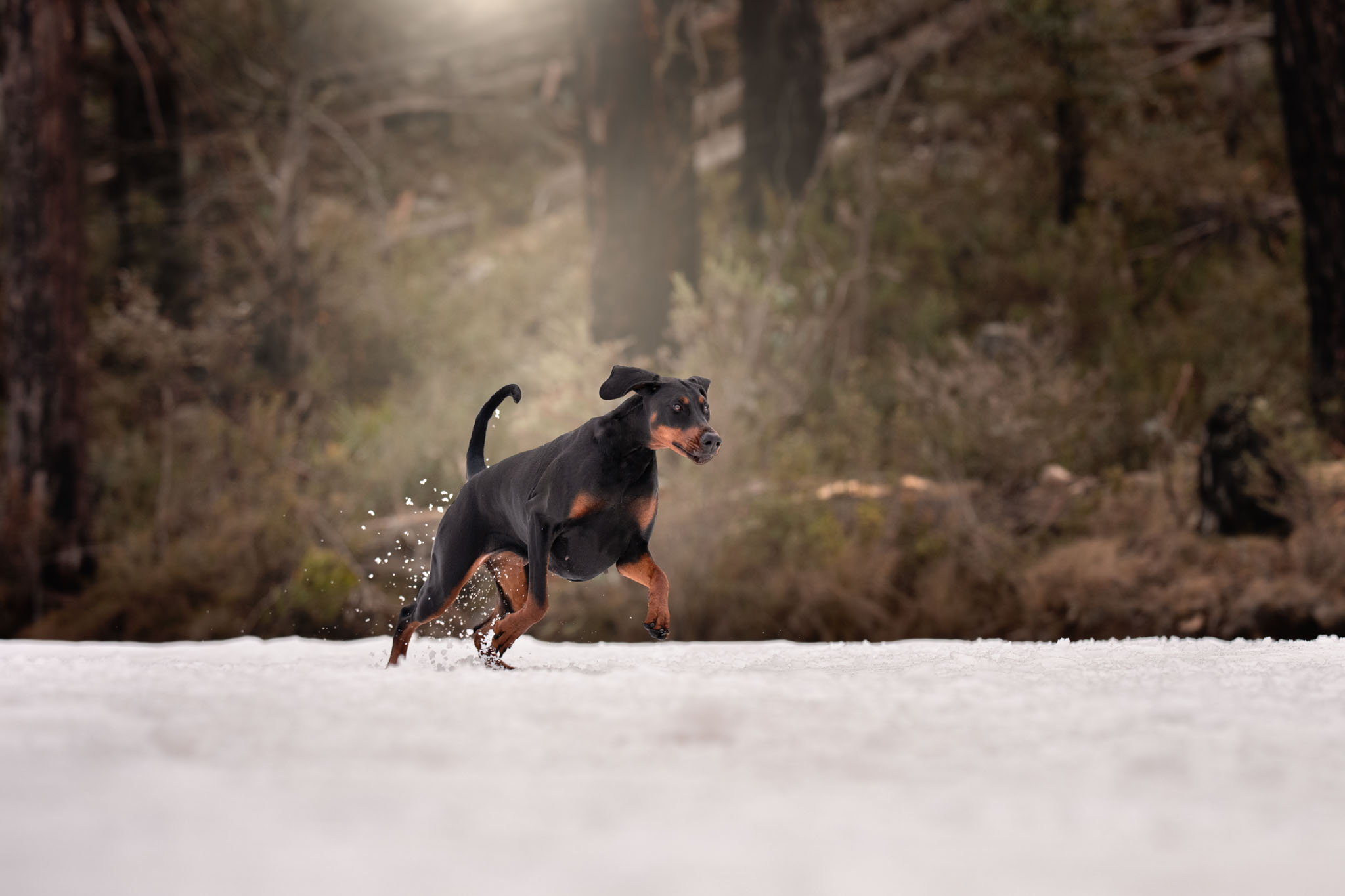 A dog playing in the snow at Corin Forest