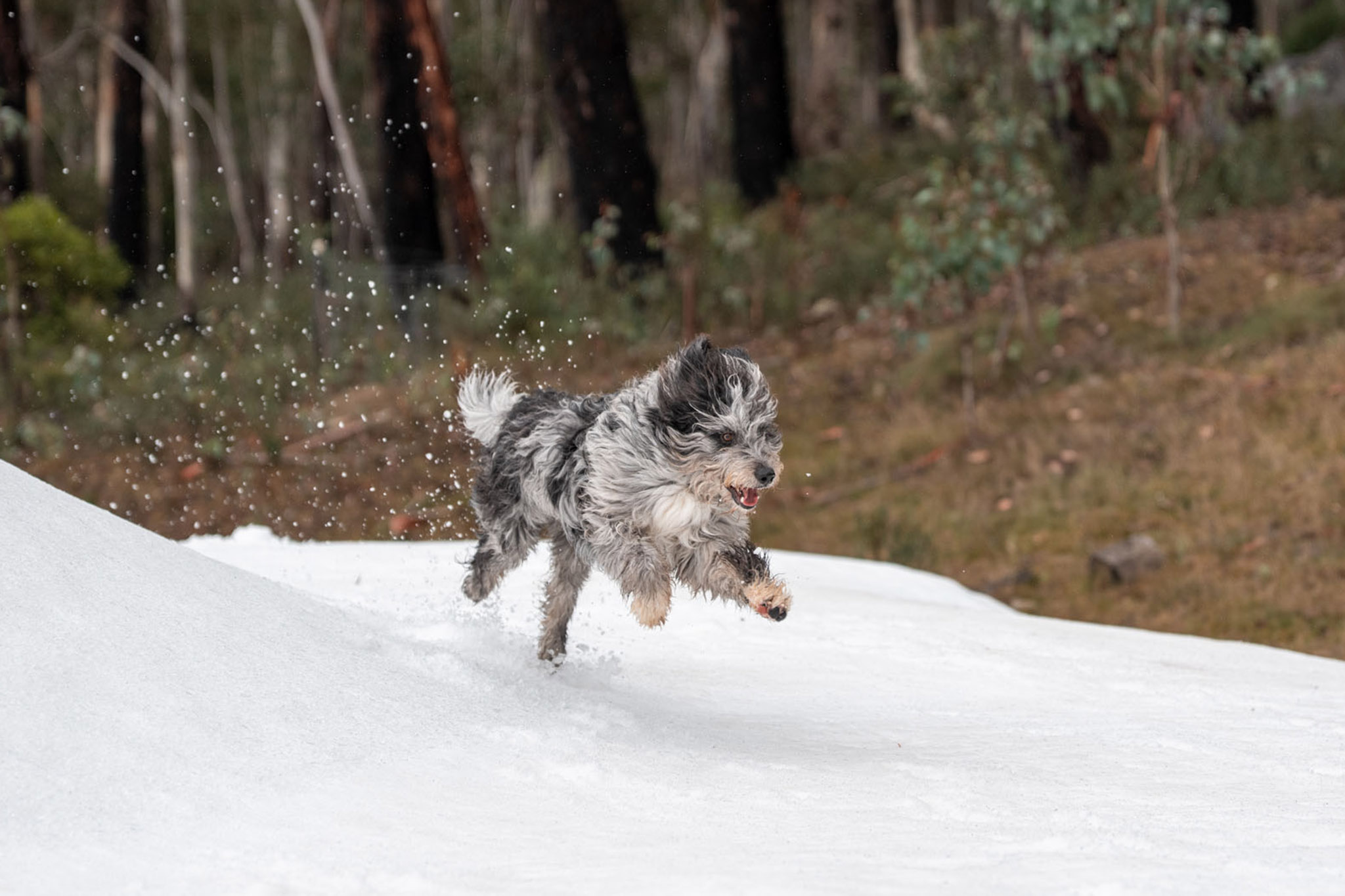 A dog running through snow at Corin Forest