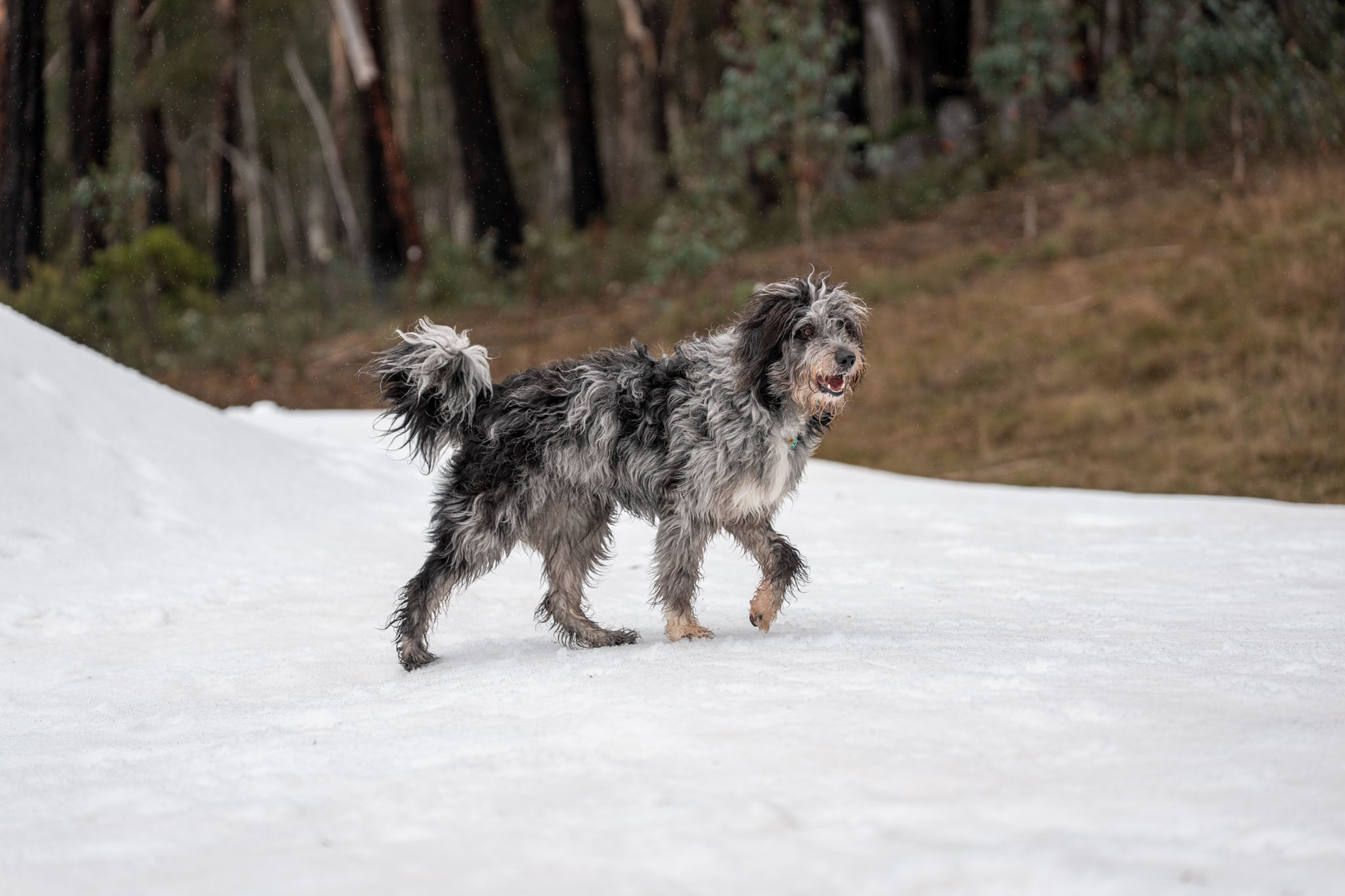 A dog in the snow at Corin Forest