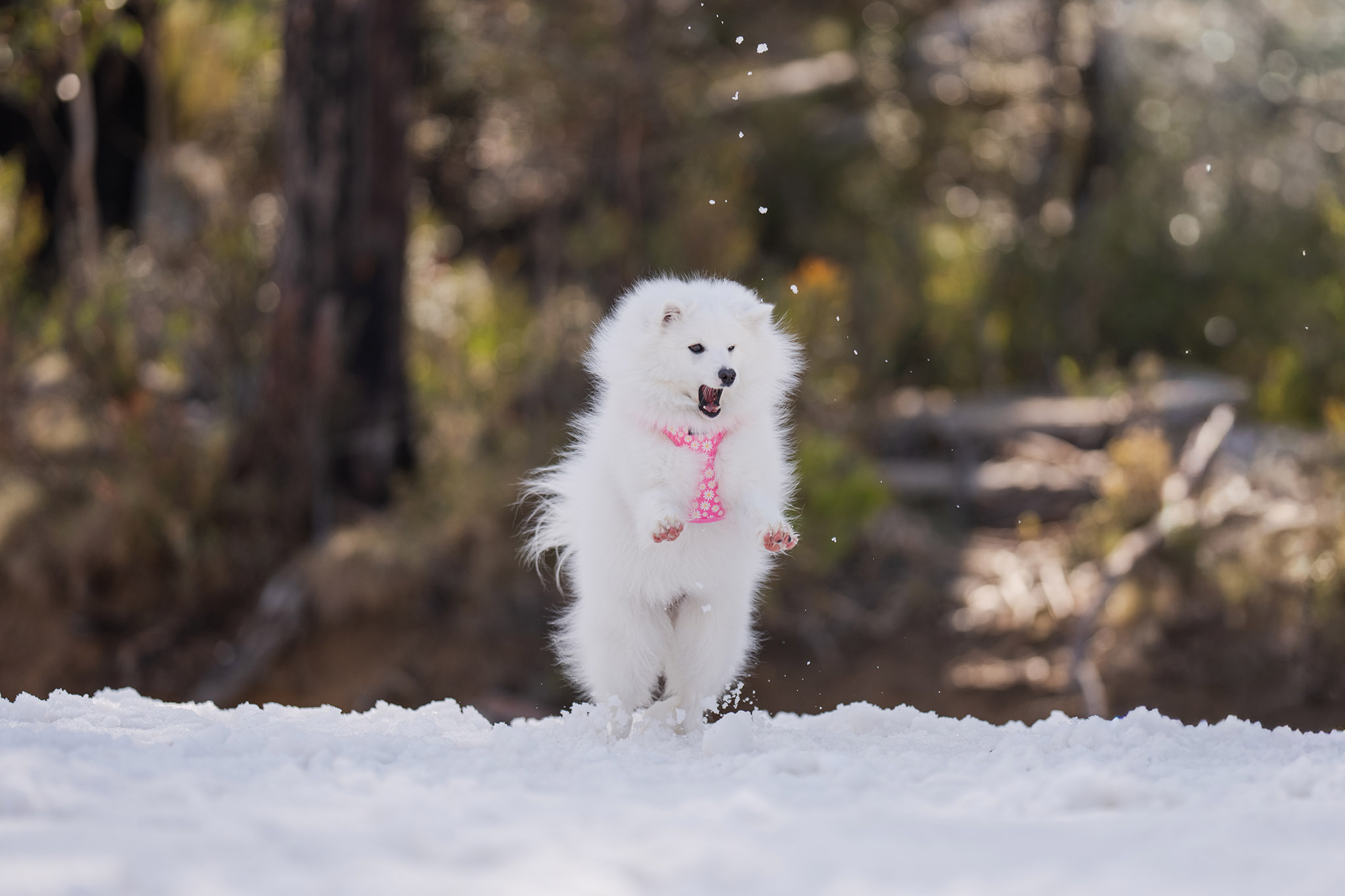 A dog in the snow on the mountain at Corin Forest