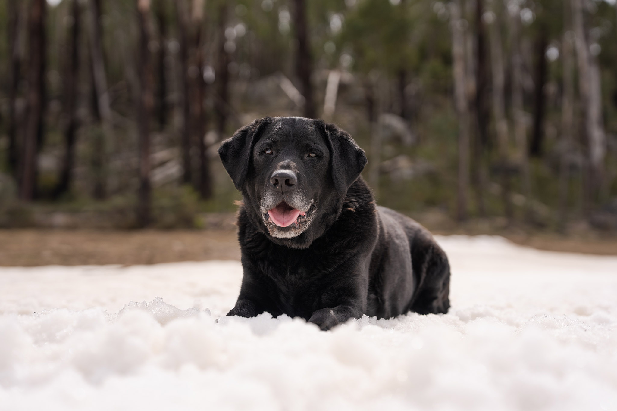 A dog in the snow at Corin Forest