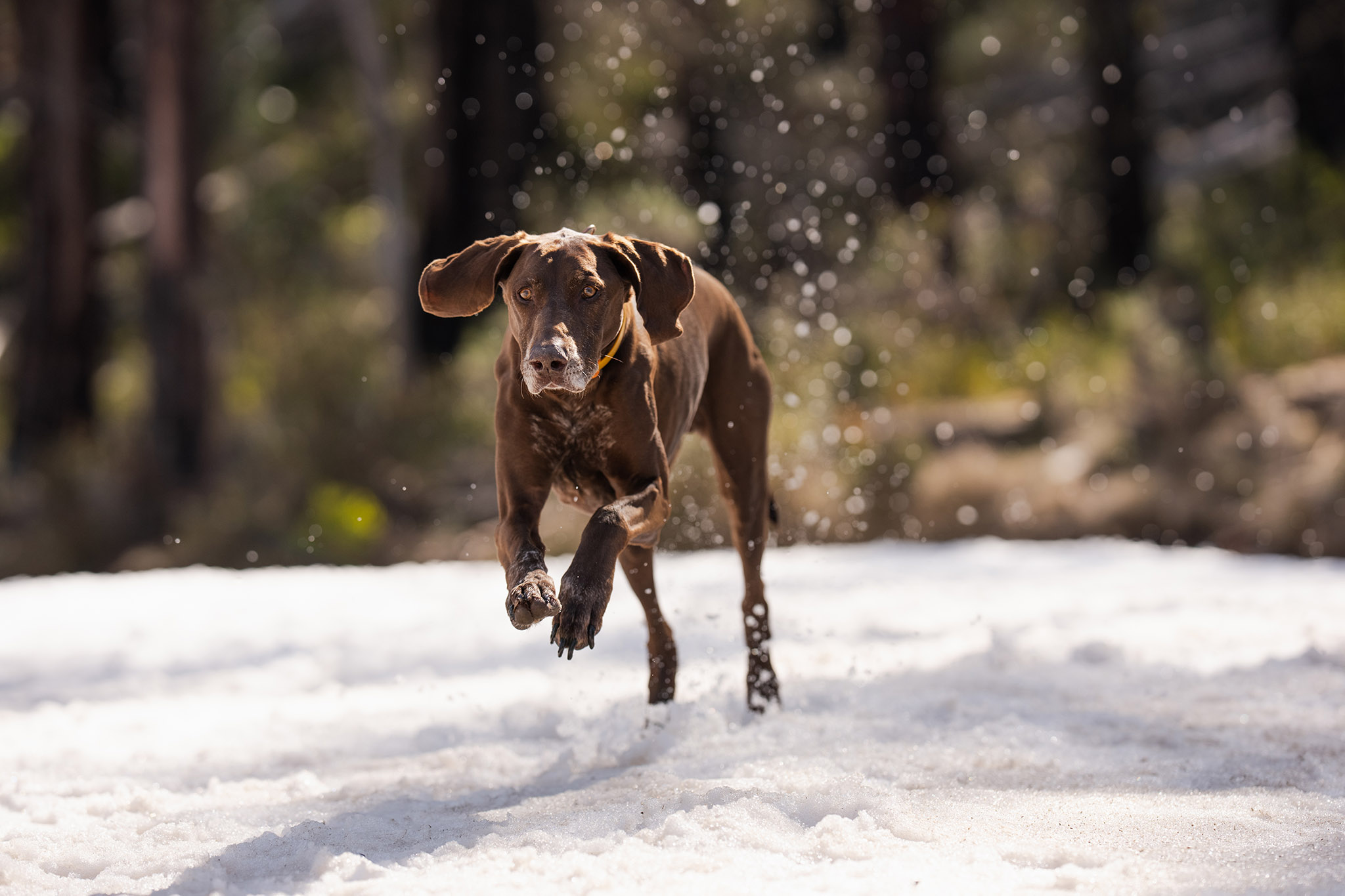A dog playing in the snow at Corin Forest