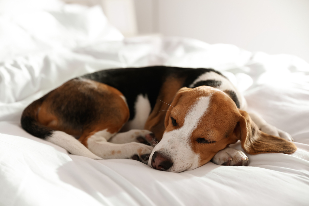 Dog sleeping in relaxed belly up position