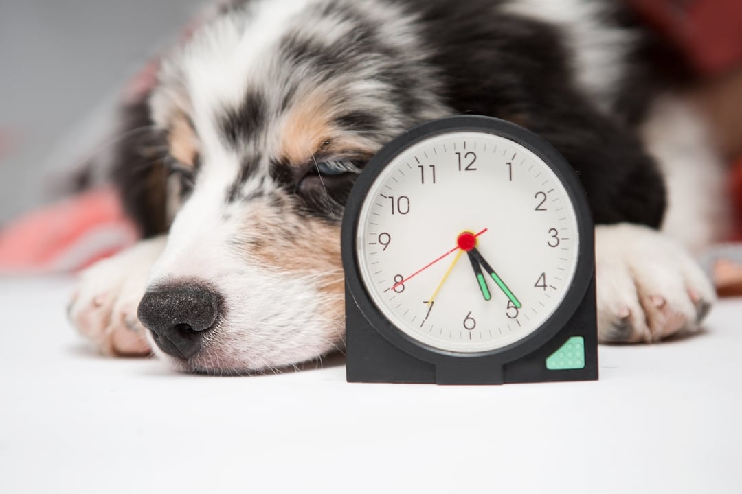 Puppy resting calmly in crate on a daily schedule
