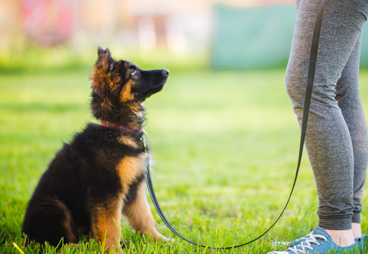 Well mannered dog sitting outdoors on leash