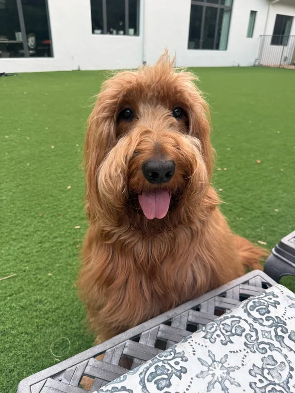 Client dog Auggie, a Goldendoodle, sitting calmly after training at Full Potential K9