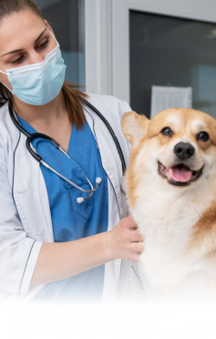 pet-care