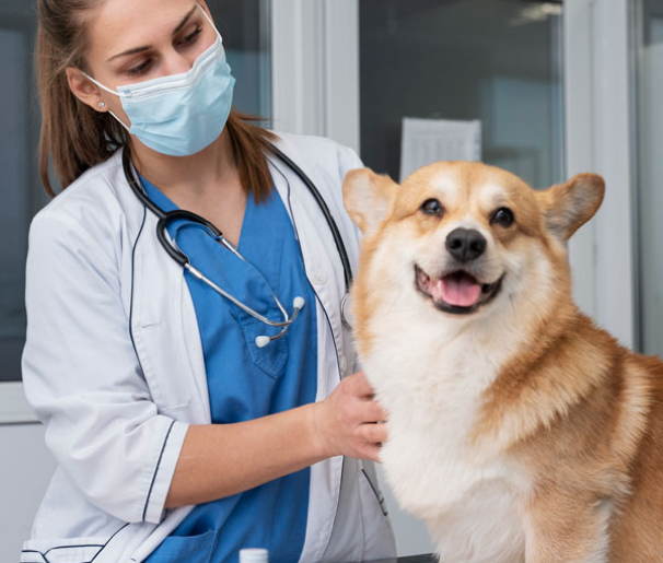 pet-care-inner