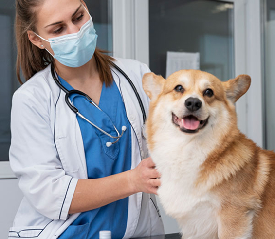 pet-care-inner