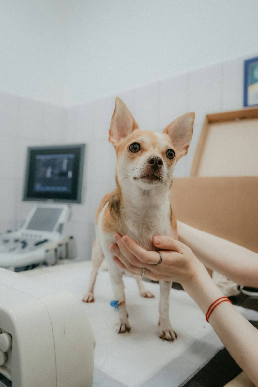 Google reviews for veterinary clinics