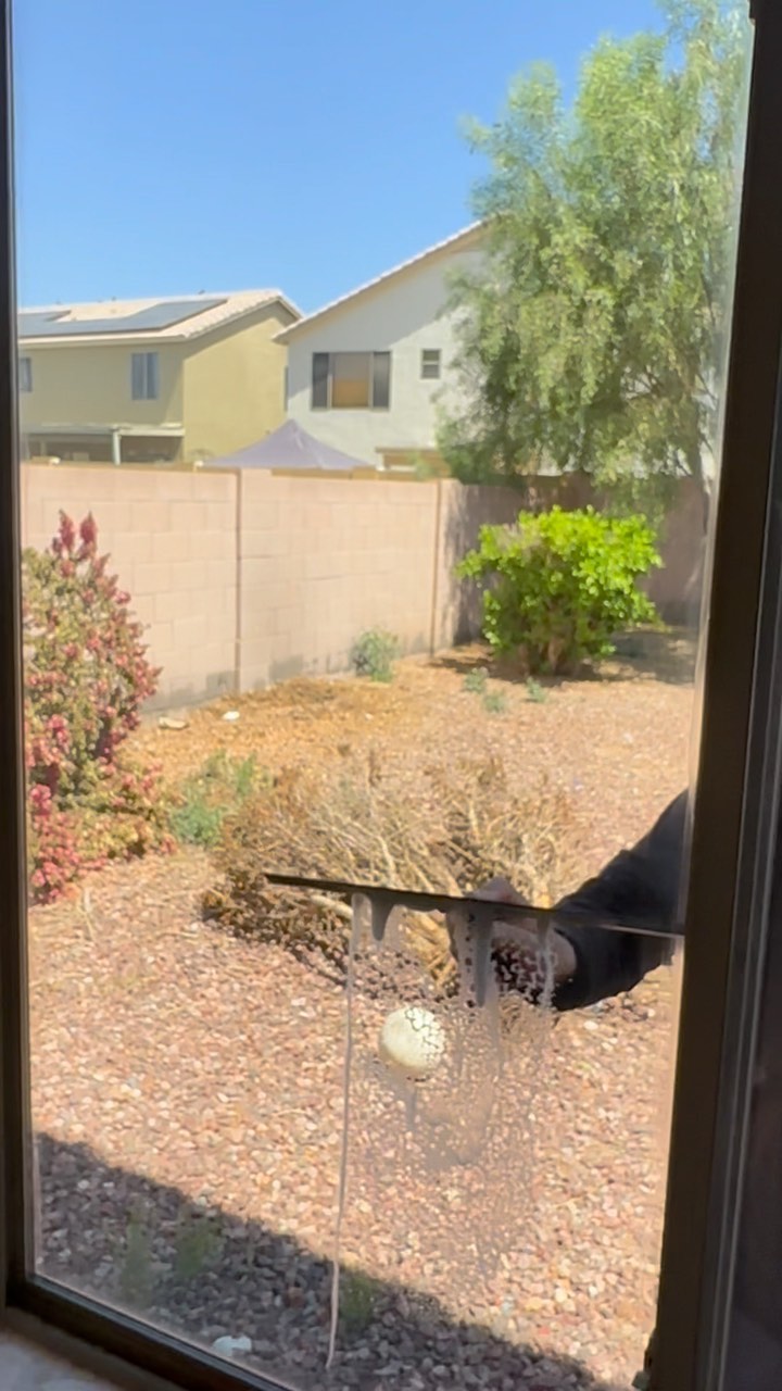 Tree trimming service Phoenix AZ