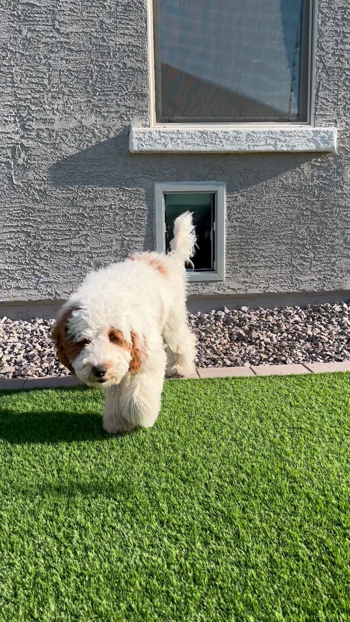 Artificial turf installation Phoenix AZ