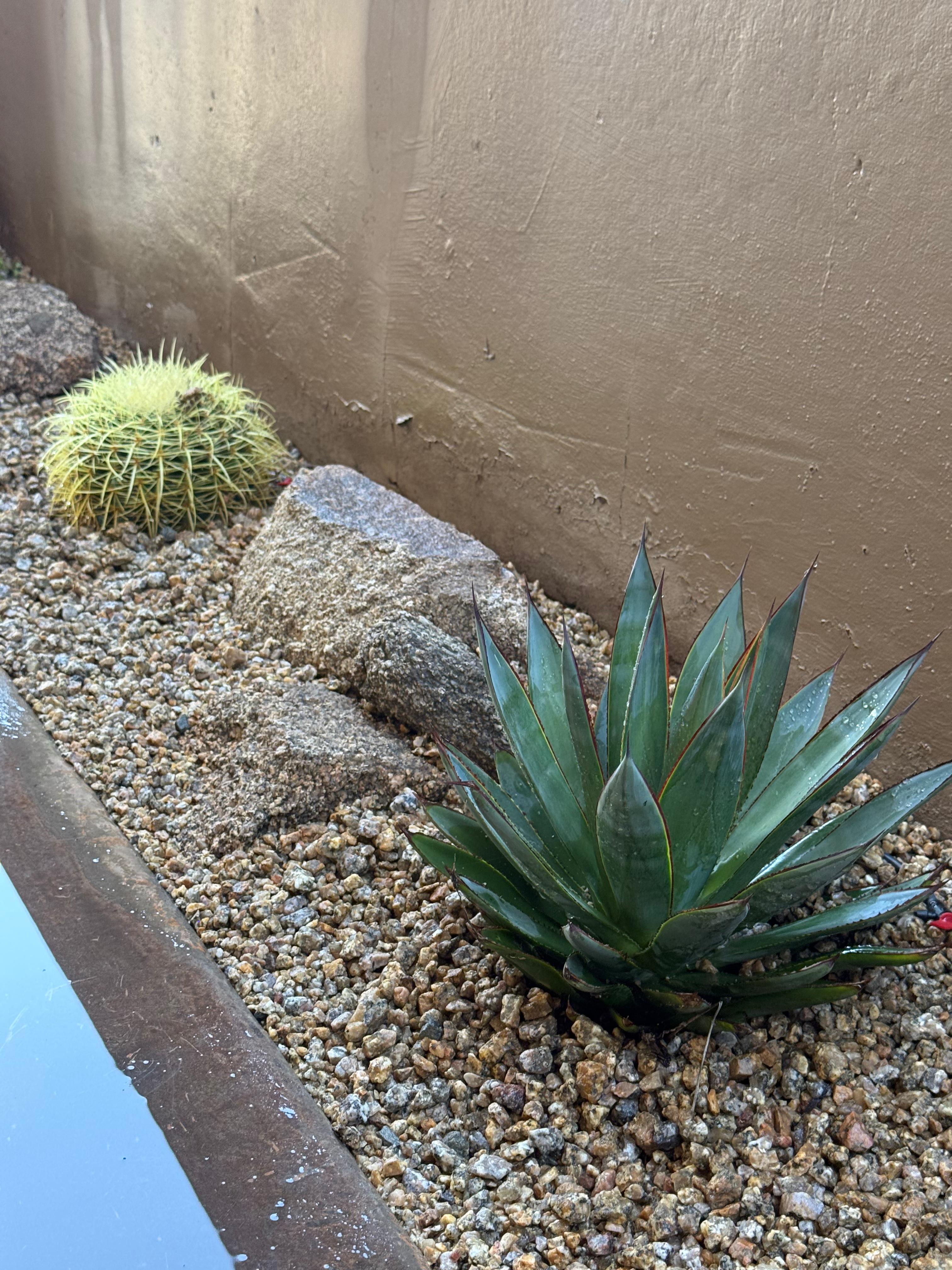 Desert landscaping Phoenix AZ
